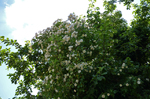 Schaugarten Saubergen Familie Österreicher weiß blühende Kletterrose im alten Apfelbaum
